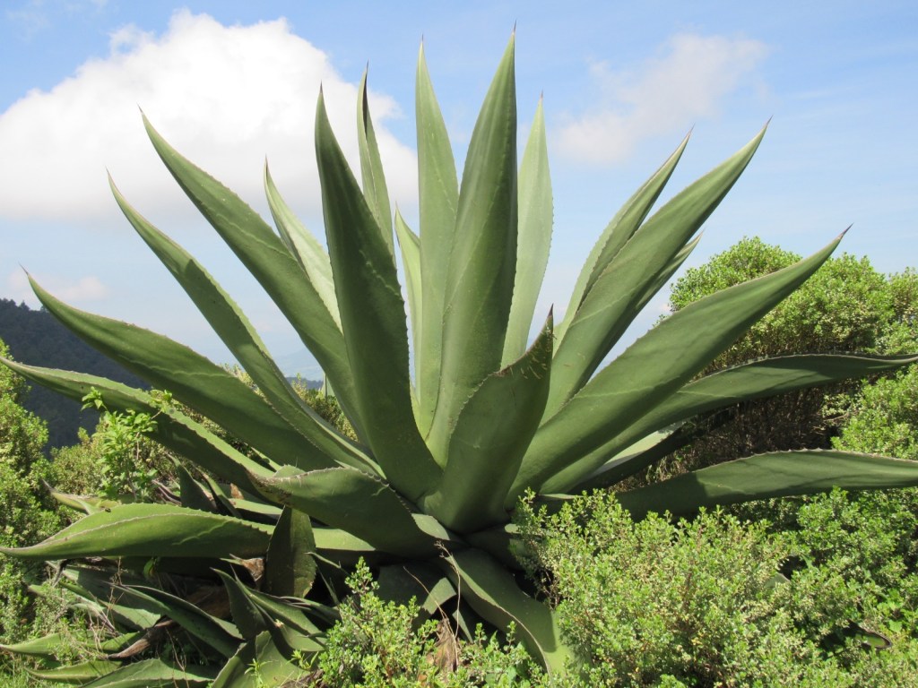 EL AGAVE PULQUERO: UNA PLANTA ANCESTRAL PARA LOS DESAFÍOS DEL&nbsp;FUTURO.
