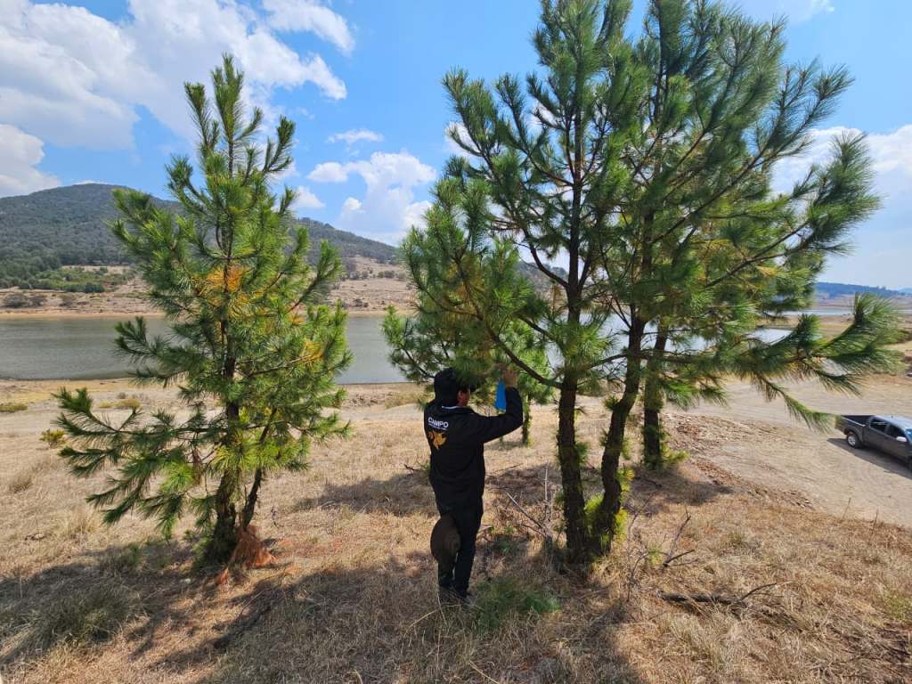 ALERTA EN EL NORTE MEXIQUENSE: PRIMER CASO DE GUSANO BARRENADOR LLEGA A&nbsp;ATLACOMULCO