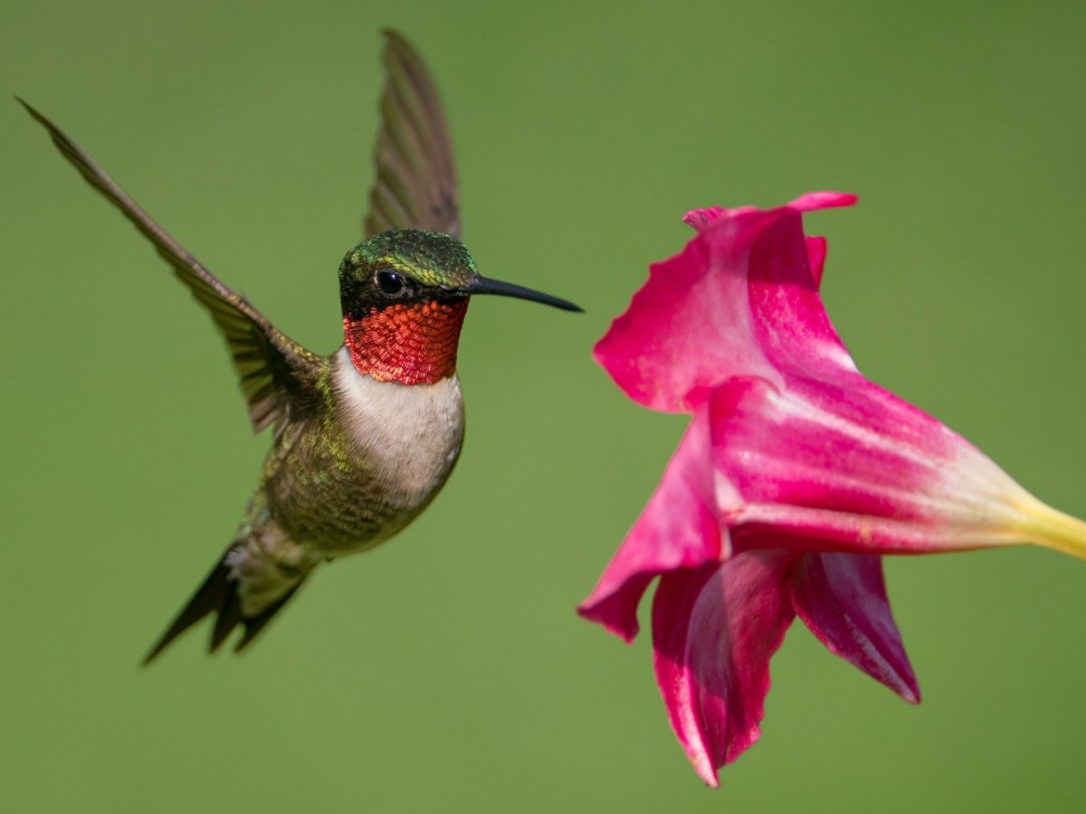 COLIBRÍ: EL PEQUEÑO GUARDIÁN DE LOS JARDINES&nbsp;MEXIQUENSES