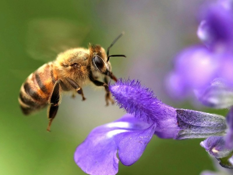 EL DESPERTADOR INVISIBLE: EL SECRETO DE LAS ABEJAS PARA «PROGRAMAR» SU&nbsp;DÍA