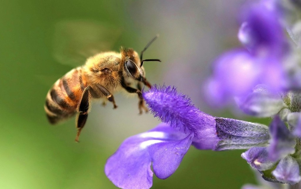 EL DESPERTADOR INVISIBLE: EL SECRETO DE LAS ABEJAS PARA «PROGRAMAR» SU&nbsp;DÍA