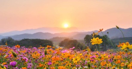 VOLVERÁN LAS TUPIDAS&nbsp;MADRESELVAS