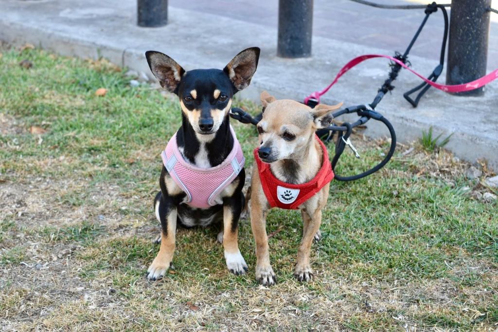 NI “MASCOTAS” NI ADORNO: EDOMÉX PONE ORDEN… Y AHORA SÍ HABRÁ&nbsp;CONSECUENCIAS