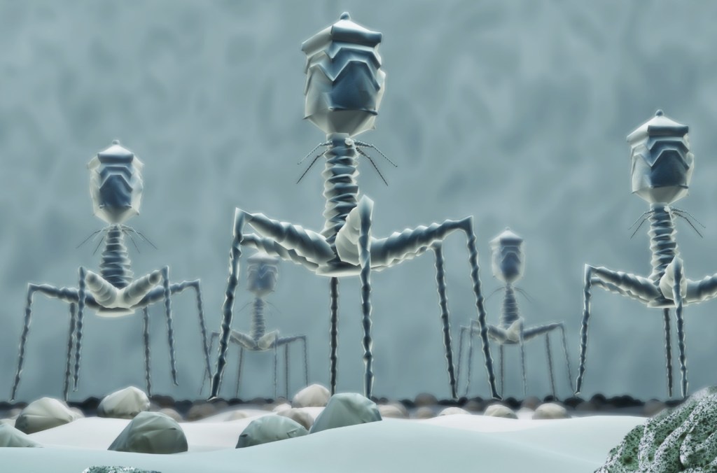 BACTERIÓFAGO T4: EL INCREÍBLE INGENIERO DE LA NATURALEZA